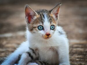 Bengal kittten